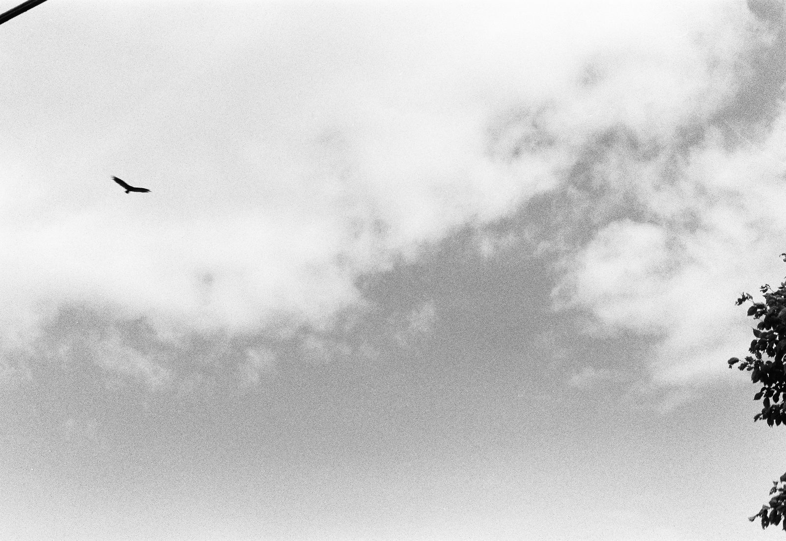 A bird in flight against a cloudy sky